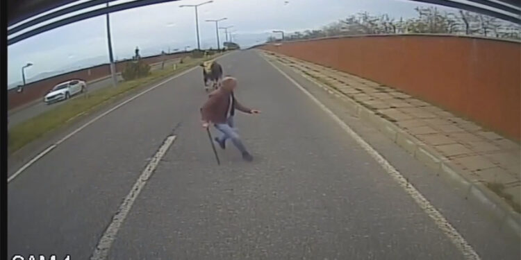 Otobüs şoförü yola çıkan boğanın saldırısına uğradı