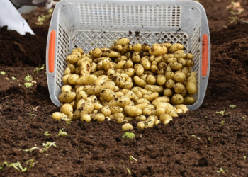 Patates Araştırma Enstitüsü’nden 10 yerli ve milli patates