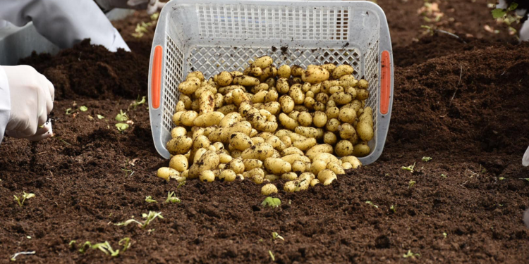 Patates Araştırma Enstitüsü’nden 10 yerli ve milli patates