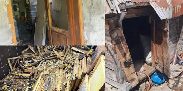 Kış uykusunda uyanan ayılar 30 eve zarar verdi