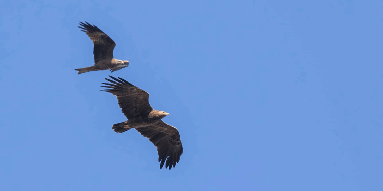 Rize'de Kafkaslar'a göç eden 12 kuş türü gözlemlendi