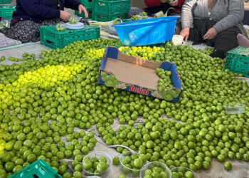 Don yüzünden rekoltesi düşen erik hasadı başladı; Kilosu 450 TL