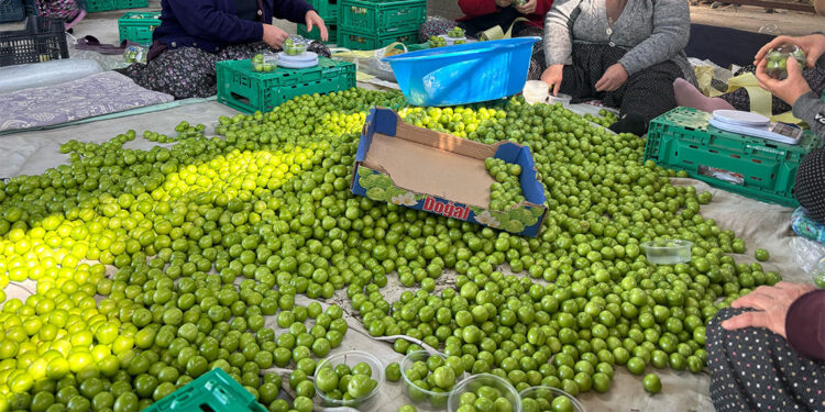 Don yüzünden rekoltesi düşen erik hasadı başladı; Kilosu 450 TL