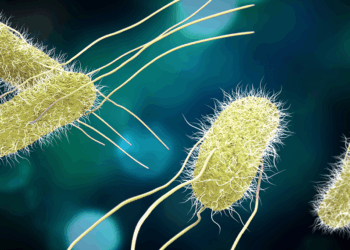 Salmonella, bahar ve yaz aylarını seviyor