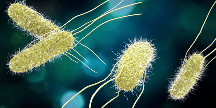 Salmonella, bahar ve yaz aylarını seviyor