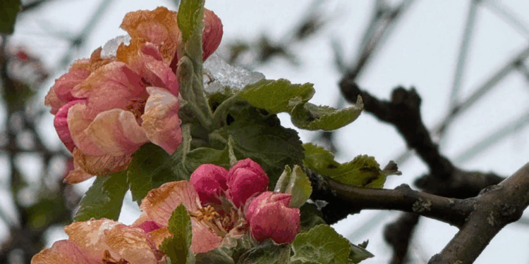 Samsun'da zirai don etkisi; fındıkta zarar, 3 ürün de tehlikede