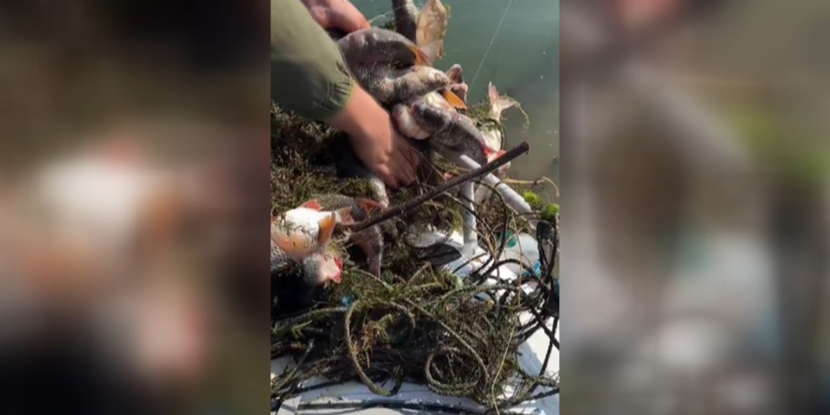 Sapanca Gölü'nde balıkçılar, binlerce ölü balık buldu