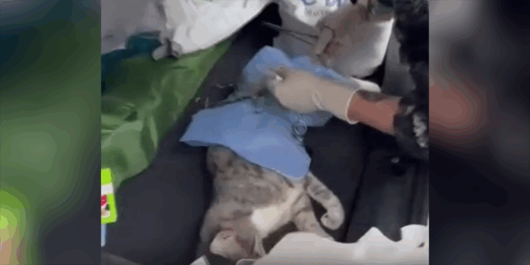 Sarıyer'de veteriner depreme ameliyatta yakalandı 