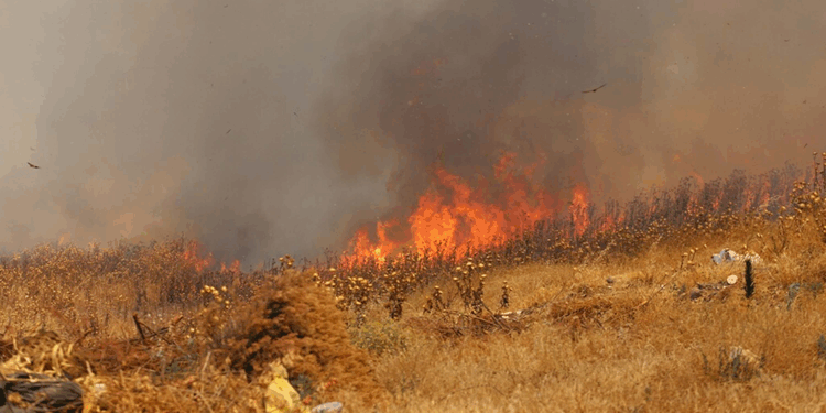Sazlık yangınları ekosisteme zarar veriyor
