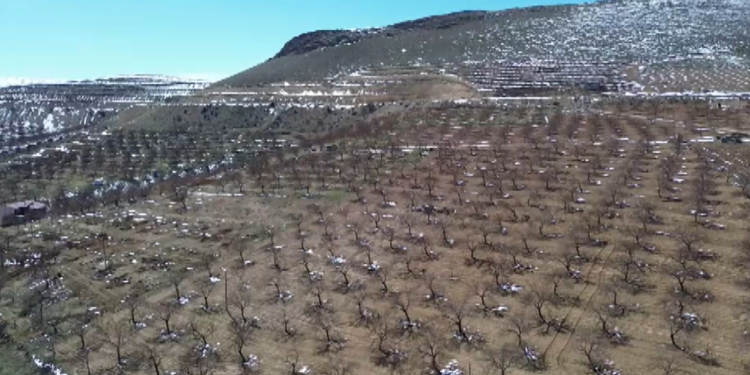 Sivas'ta zirai don, meyve bahçelerine zarar verdi 