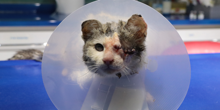 Sol gözü ampute edilen kedi, sahiplenilmeyi bekliyor