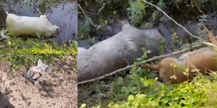 Sakarya'da 8 köpek ölü bulundu