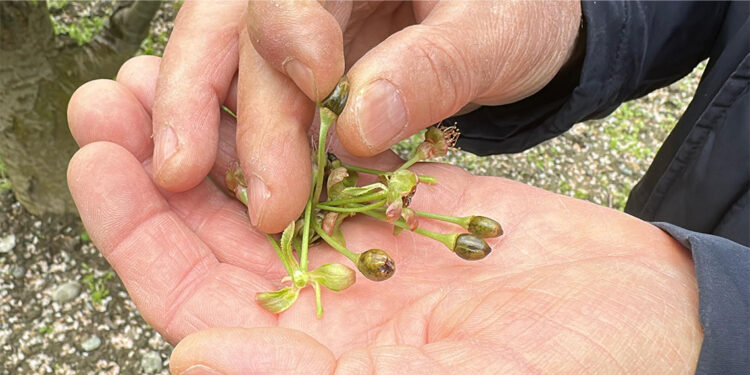 Elma ve kiraz üretimi durdu