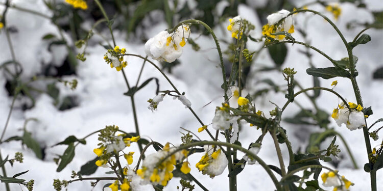 Kanola ekilen tarlalar beyaz örtüyle kaplandı