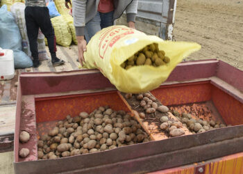 Turfanda patates deposu Niğde'de ekim alanları azaldı