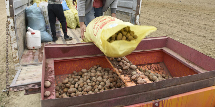 Turfanda patates deposu Niğde'de ekim alanları azaldı