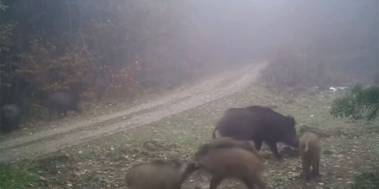 Türkiye'nin yaban hayatı zenginliği fotokapanlarda