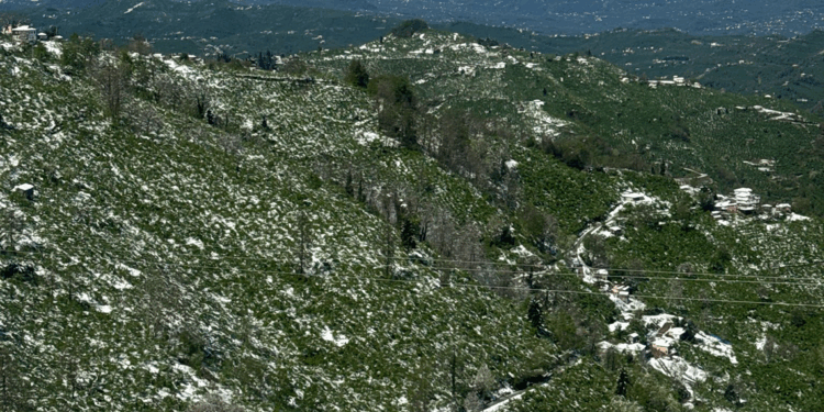 Trabzon'da zirai don etkisi; yüzde 25'lik zarar