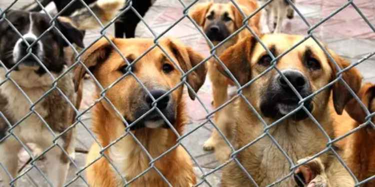 Türkiye'deki 1400 belediyeden sadece 237'sinde hayvan barınağı var