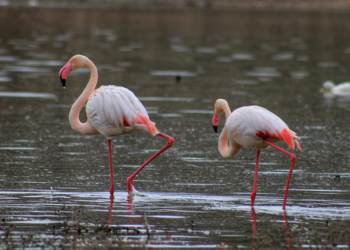 Tuz Gölü'ne göç eden flamingo popülasyonunda artış