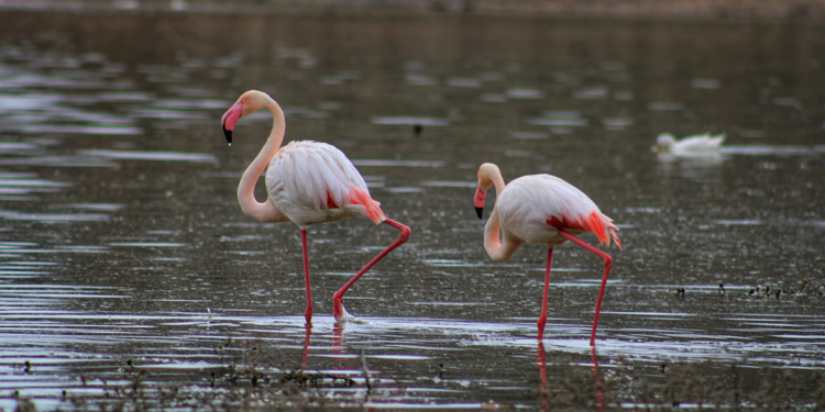 Tuz Gölü'ne göç eden flamingo popülasyonunda artış