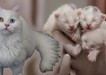 Van Kedi Villası'nda 2025 yılının ilk yavruları dünyaya geldi