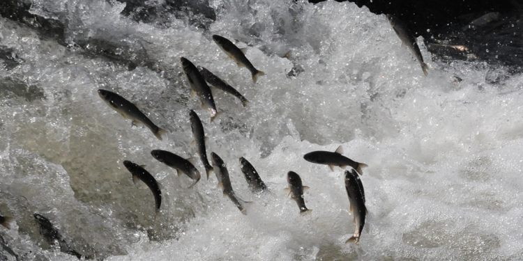 Van Gölü'nde son ağlar çekildi; İnci kefalleri için av yasağı başladı