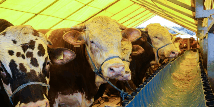 Vekaletle kurban bedelleri açıklandı