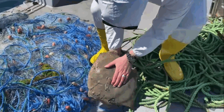 Yasağa rağmen kalkan avlayan balıkçıların ağlarına el konuldu