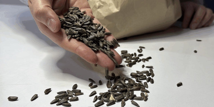 Yerli ve milli hibrit ayçiçeği tohumunda yeni versiyon tescillendi