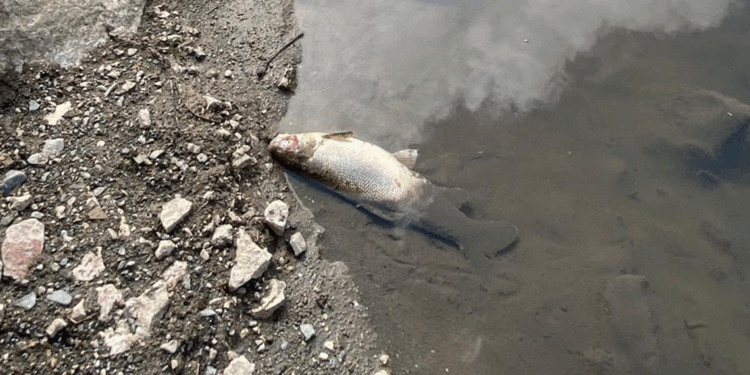 Yeşilırmak'ta balık ölümleri