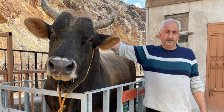 Yusufeli'de boğa güreşleri festivali için hazırlıklar başladı