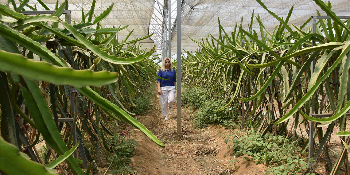 Zayıflamak için başladığı meyve serüveni girişimciliğe dönüştü