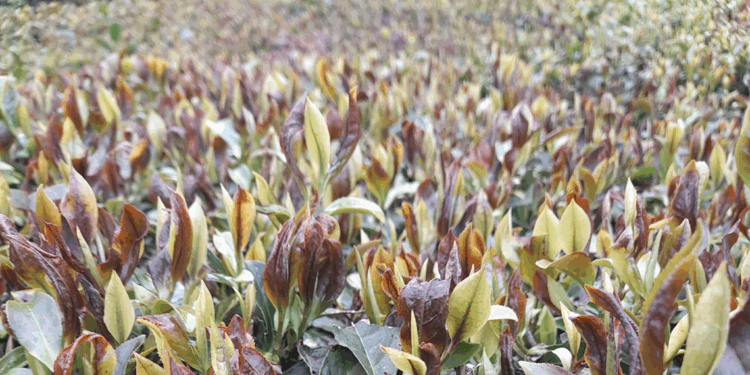 Zirai don çayı da etkiledi; rekoltede yüzde 3’lük düşüş beklentisi