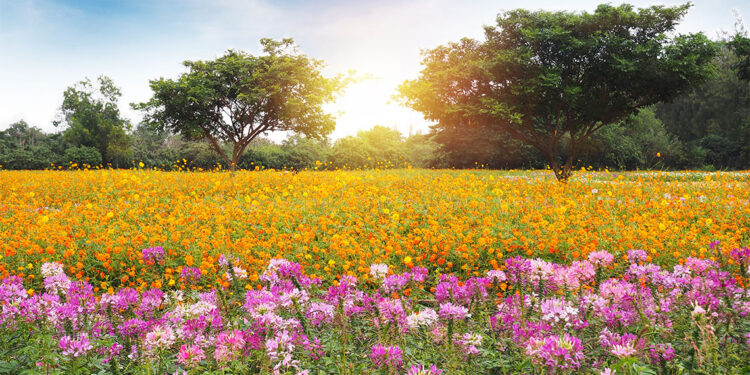 Lütfen bize güzelliklerinle gel Mayıs