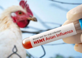 Meksika'da H5N1 kaynaklı ilk ölüm