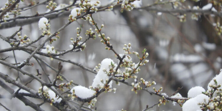 Zirai don komisyonu kararı Resmi Gazete'de yayımlandı!