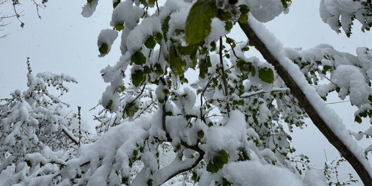 Zirai don felaketi Meclis gündeminde