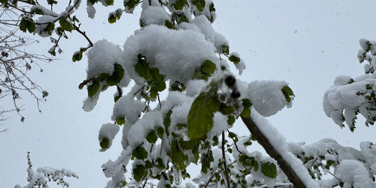 Meteoroloji'den zirai don riskine karşı uyarı