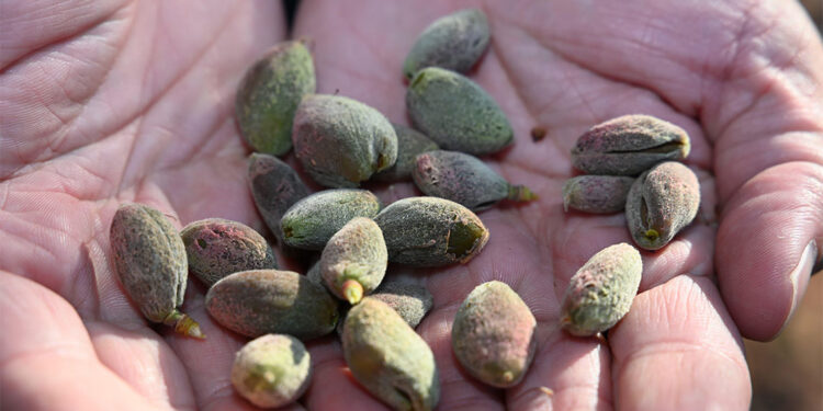 Malatya'da kayısı üreticileri yetkililerden yardım istedi