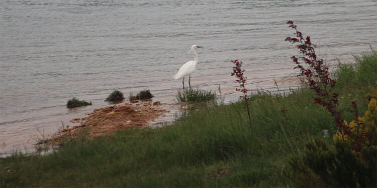 Bolu, kuş gözlem turizmi için uygun bir kent