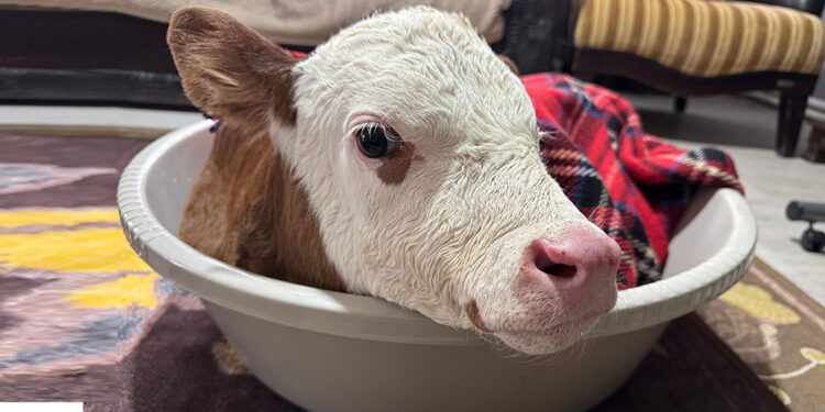 Bayram ismini verdiği buzağıya üşümesin diye evde bakıyor