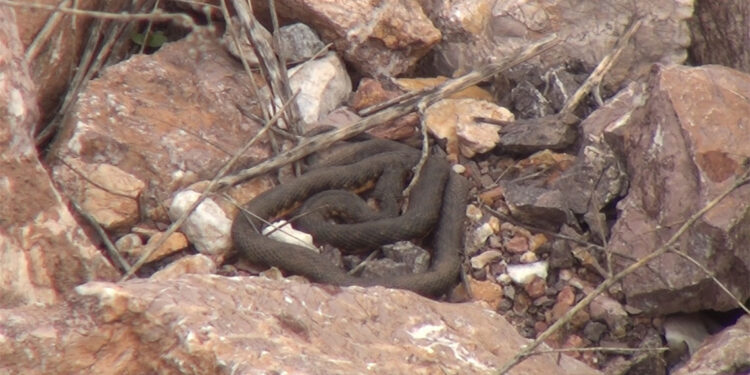 Yılan Pınarı'nda yuvalarından çıkan yılanlar için uyarı