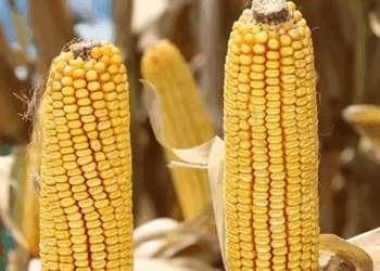 1 milyon ton mısır ithalatı için tarife kontenjanı açıldı