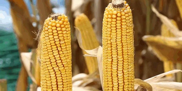 1 milyon ton mısır ithalatı için tarife kontenjanı açıldı