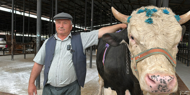 1,2 tonluk boğa, 350 bin liraya alıcı buldu