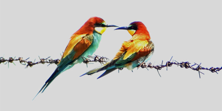 İron Sazlığı 140'a yakın kuş türüne ev sahipliği yapıyor