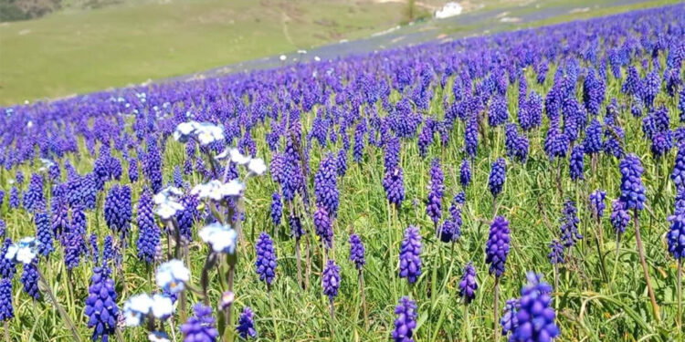 2 bin rakımlı Çambaşı Yaylası'nda dağ sümbülleri