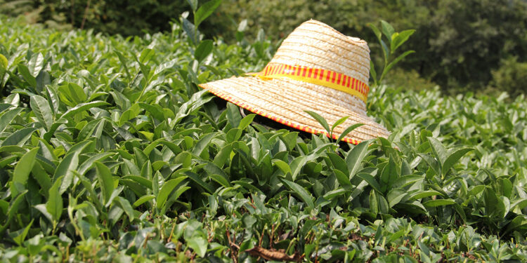 2025 yılı için yaş çay alım bedeli belli oldu