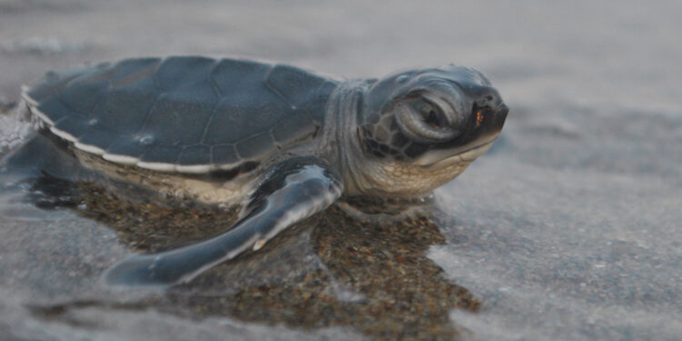 760 bin 424 yavru deniz kaplumbağası denizle buluştu